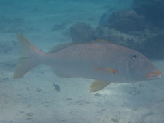 Lethrinus xanthochilus