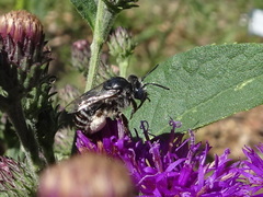 Eumelissodes