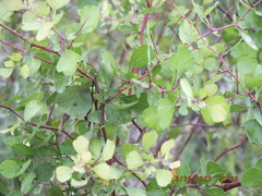 Crataegus