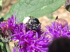 Eumelissodes