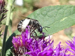 Eumelissodes