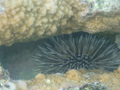 Echinoidea