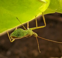 Zelus renardii