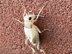 Gryllidae