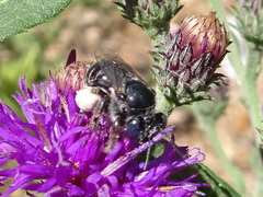 Eumelissodes