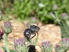 Eumelissodes