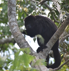Alouatta pigra