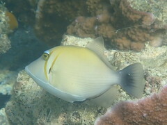 Actinopterygii