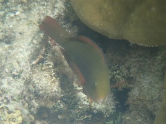 Actinopterygii