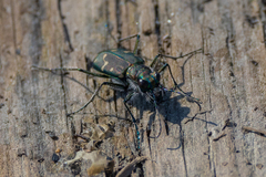 Cicindela oregona