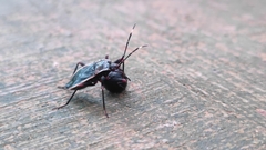 Iphita limbata