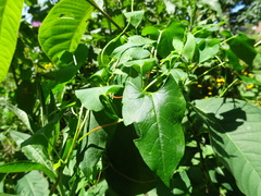 Fallopia scandens