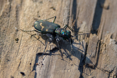 Cicindela oregona