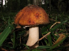 Amanita brunneolocularis