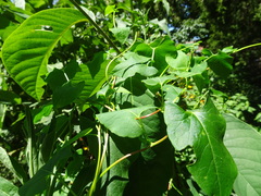 Fallopia scandens