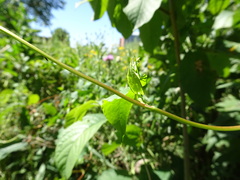 Fallopia scandens
