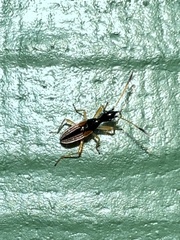 Myodocha serripes