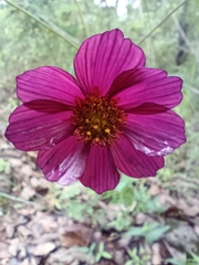 Cosmos scabiosoides