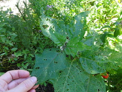 Solanum aethiopicum