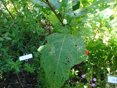 Solanum aethiopicum