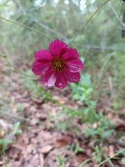 Cosmos scabiosoides