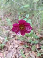Cosmos scabiosoides