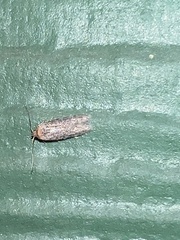 Pigritia