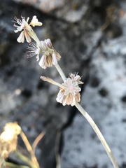Eriogonum racemosum