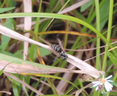 Vespula consobrina