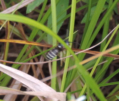 Vespula consobrina