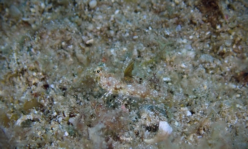 Synchiropus rosulentus observed 2022-08-31
