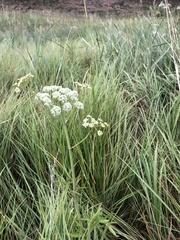 Cicuta douglasii