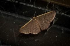 Idaea costaria
