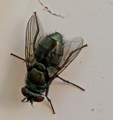 Chrysomya rufifacies