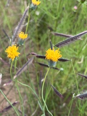 Thelesperma megapotamicum
