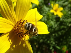 Eristalis stipator