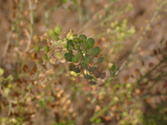 Lepidium virginicum