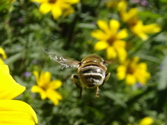 Eristalis stipator