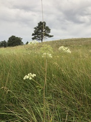 Cicuta douglasii