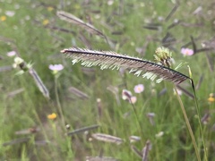 Bouteloua gracilis