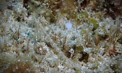 Halicampus edmondsoni