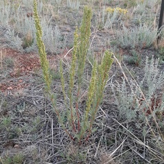 Artemisia campestris