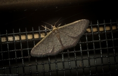 Idaea costaria