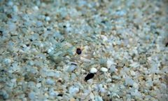 Synodontidae