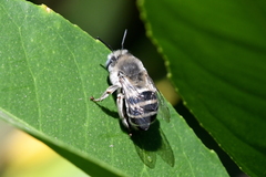 Anthophora urbana