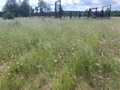 Bouteloua gracilis