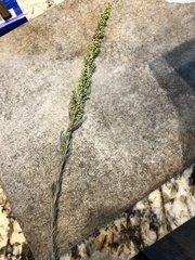 Artemisia campestris