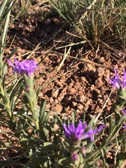 Liatris punctata