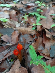 Hygrocybe conica