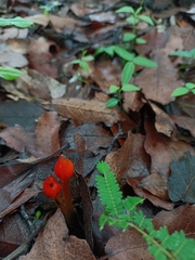 Hygrocybe conica